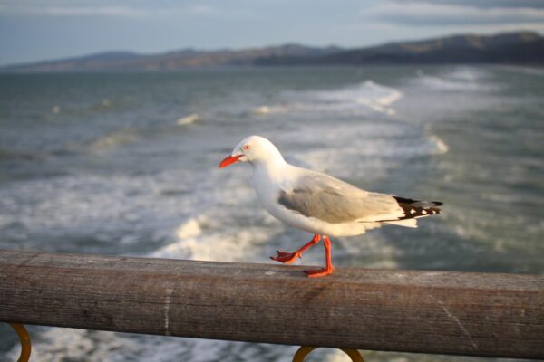 The Algorithmic Unconscious: Rewiring Society, Redefining Agency