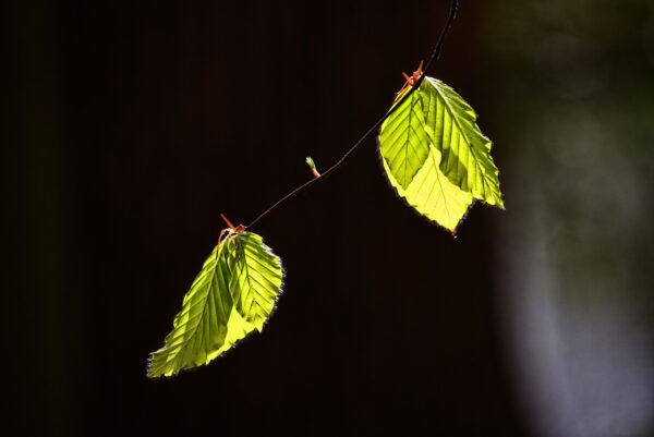 Governing Algorithmic Futures: Policy, Ethics, Innovation