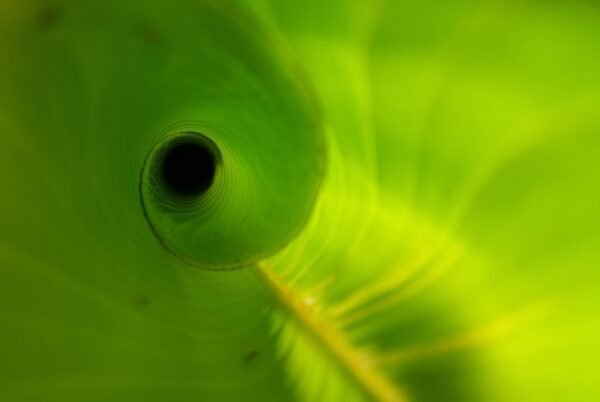 Exoplanet Biosignatures: Decoding Lifes Cosmic Blueprint
